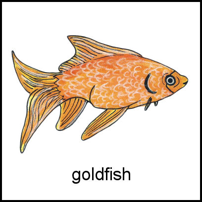 Goldfish