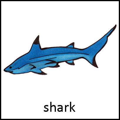 Shark