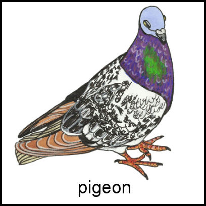 Pigeon