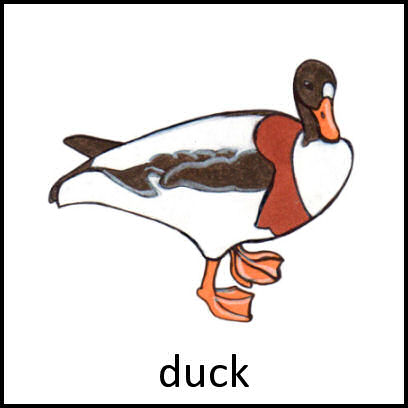 Duck