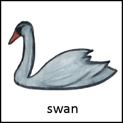 Swan