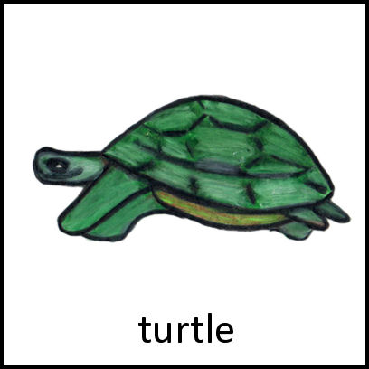 Turtle